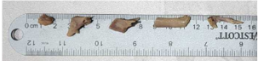 Small physical bone sample placed beside a ruler.