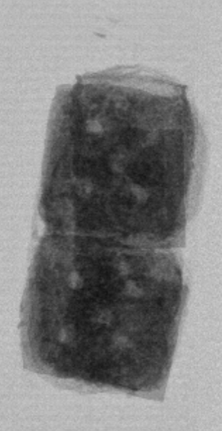 Product-in-seal X-ray image