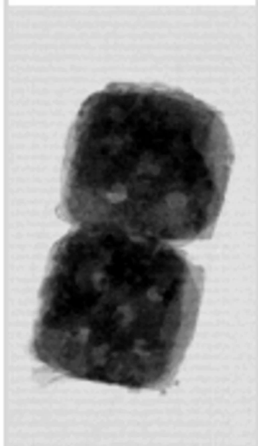 X-ray image of a prepared food assembly with expected components present